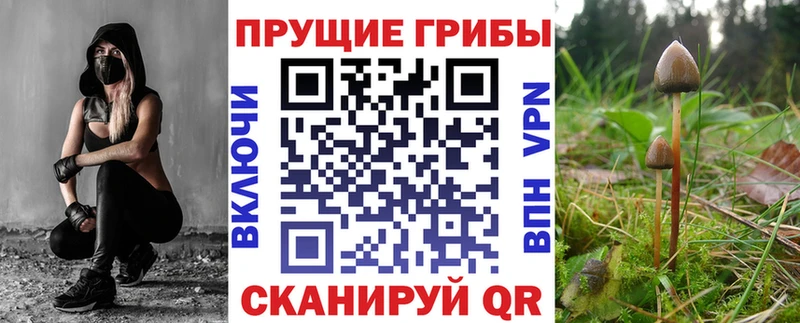 Галлюциногенные грибы Psilocybine cubensis Ленск